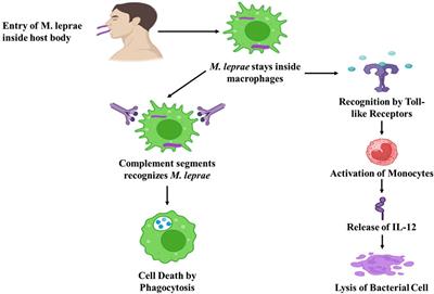 Leprosy: Comprehensive insights into pathology, immunology, and cutting-edge treatment strategies, integrating nanoparticles and ethnomedicinal plants